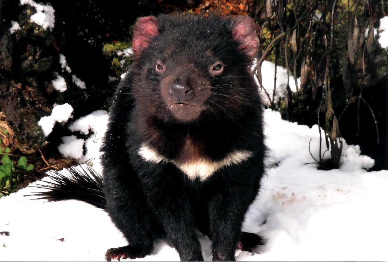 Вілла Wombat Cabin Moina Екстер'єр фото