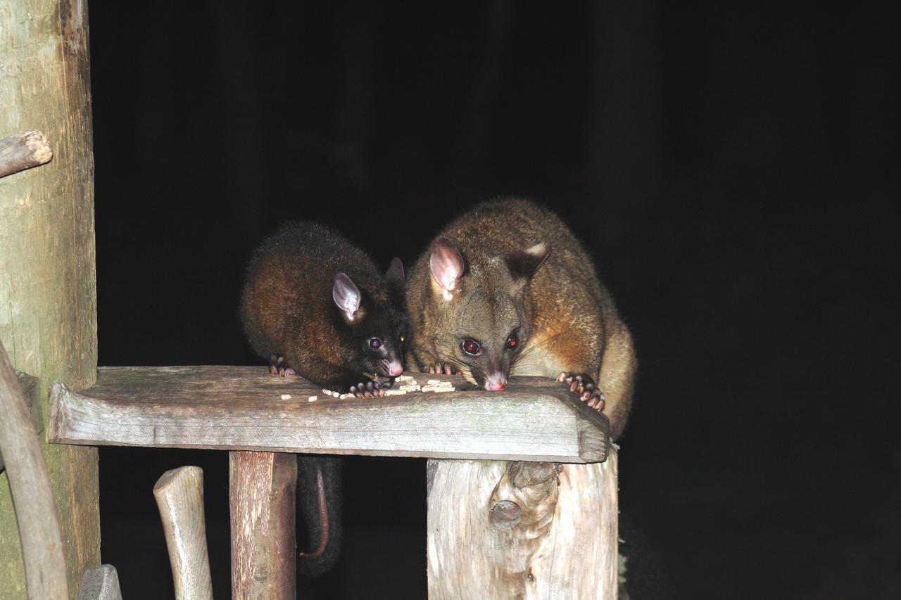 Вілла Wombat Cabin Moina Екстер'єр фото