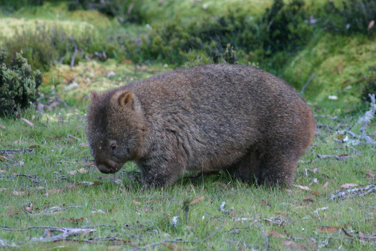 Вілла Wombat Cabin Moina Екстер'єр фото