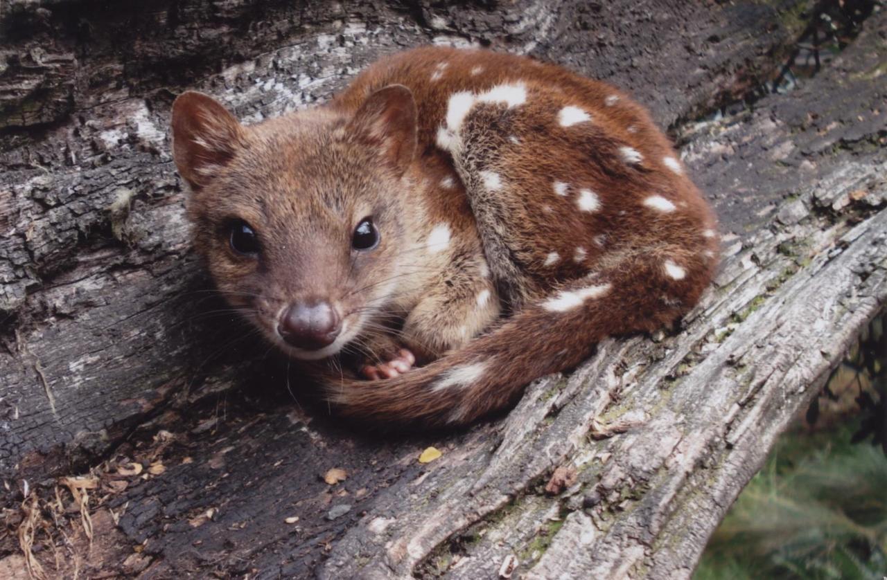 Вілла Wombat Cabin Moina Екстер'єр фото