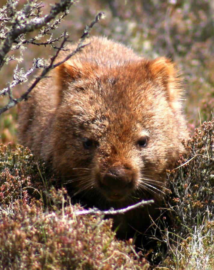Вілла Wombat Cabin Moina Екстер'єр фото